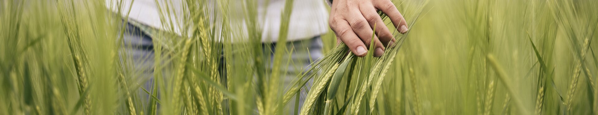 Rügenwalder Mühle für Nachhaltigkeit und Klimaschutz - Person kontrolliert Anbau von Getreide auf dem Feld