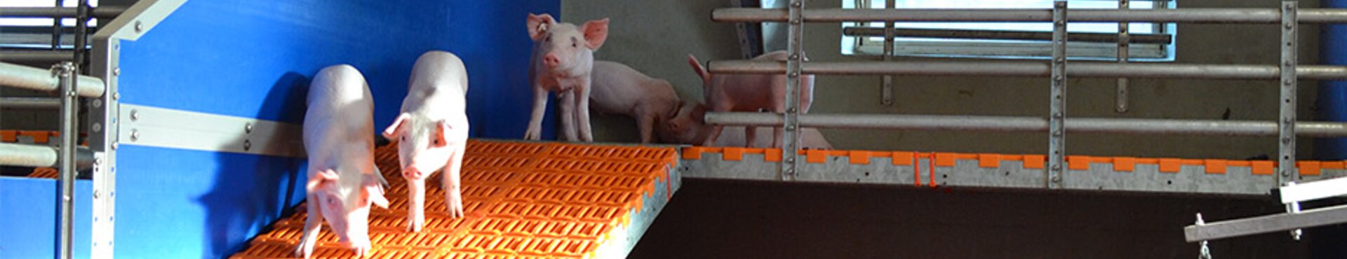 Eine zweite Ebene im Pilotprojekt "Skywalk" für mehr Tierwohl. Während dadurch das Wohlbefinden der Tiere steigt, bleibt der Aufwand für die Landwirte gering
