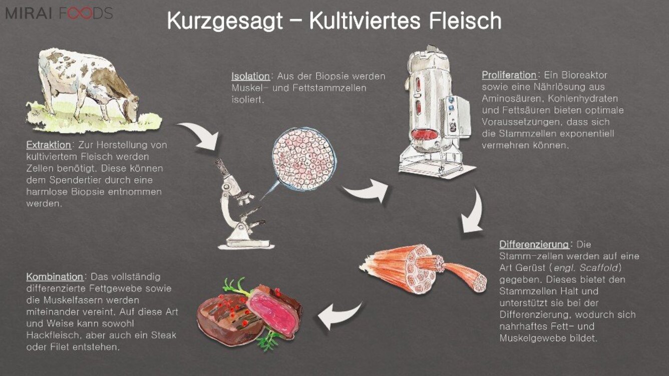 Infokasten kultiviertes Fleisch - Rügenwalder Mühle arbeitet mit Schweizer Start-Up Mirai Foods zusammen